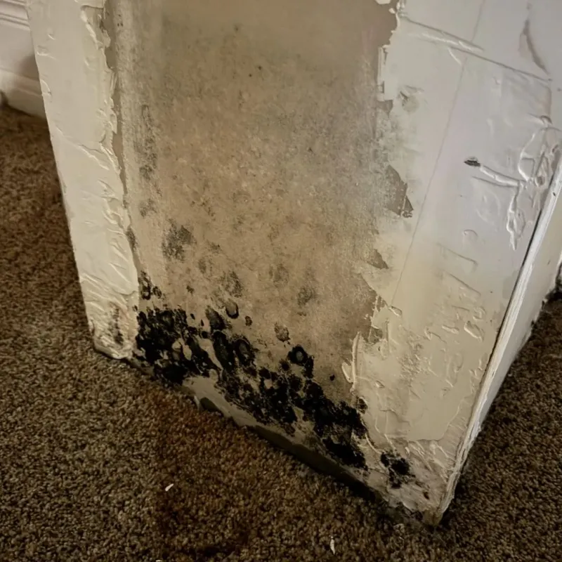 Professional Mold Removal in Woodfin, NC